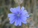 foto de flor de achicoria silvestre con tama�o de 160x120; ver distintas medidas disponibles a la derecha